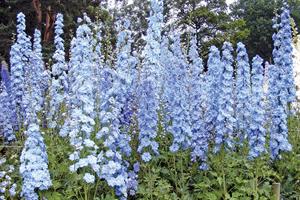 Delphinium Centurion is among the best seed-raised series